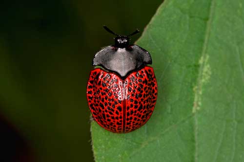 Beetle-in-Atlantic-Forest